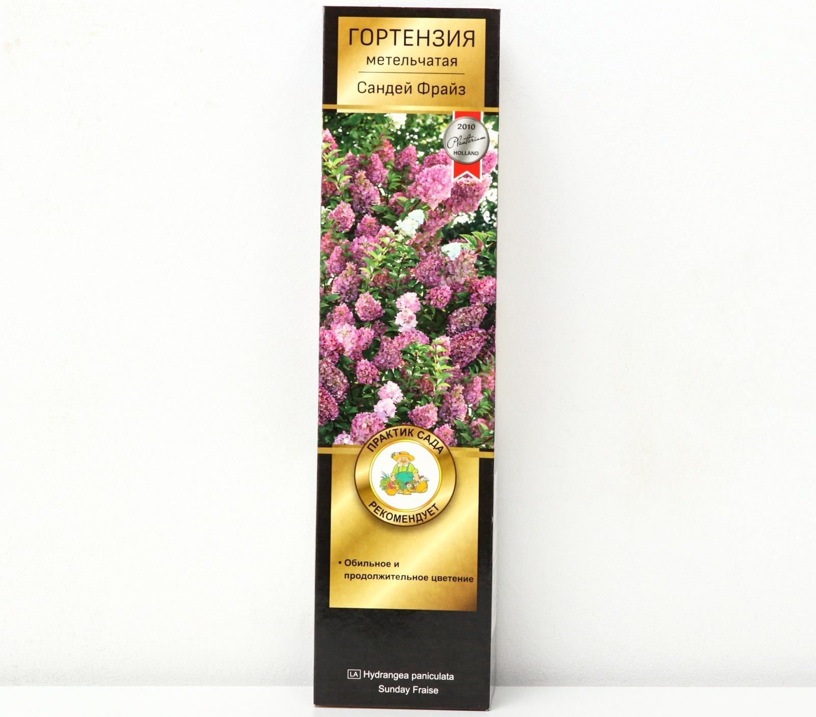 Гортензия метельчатая Люкс 