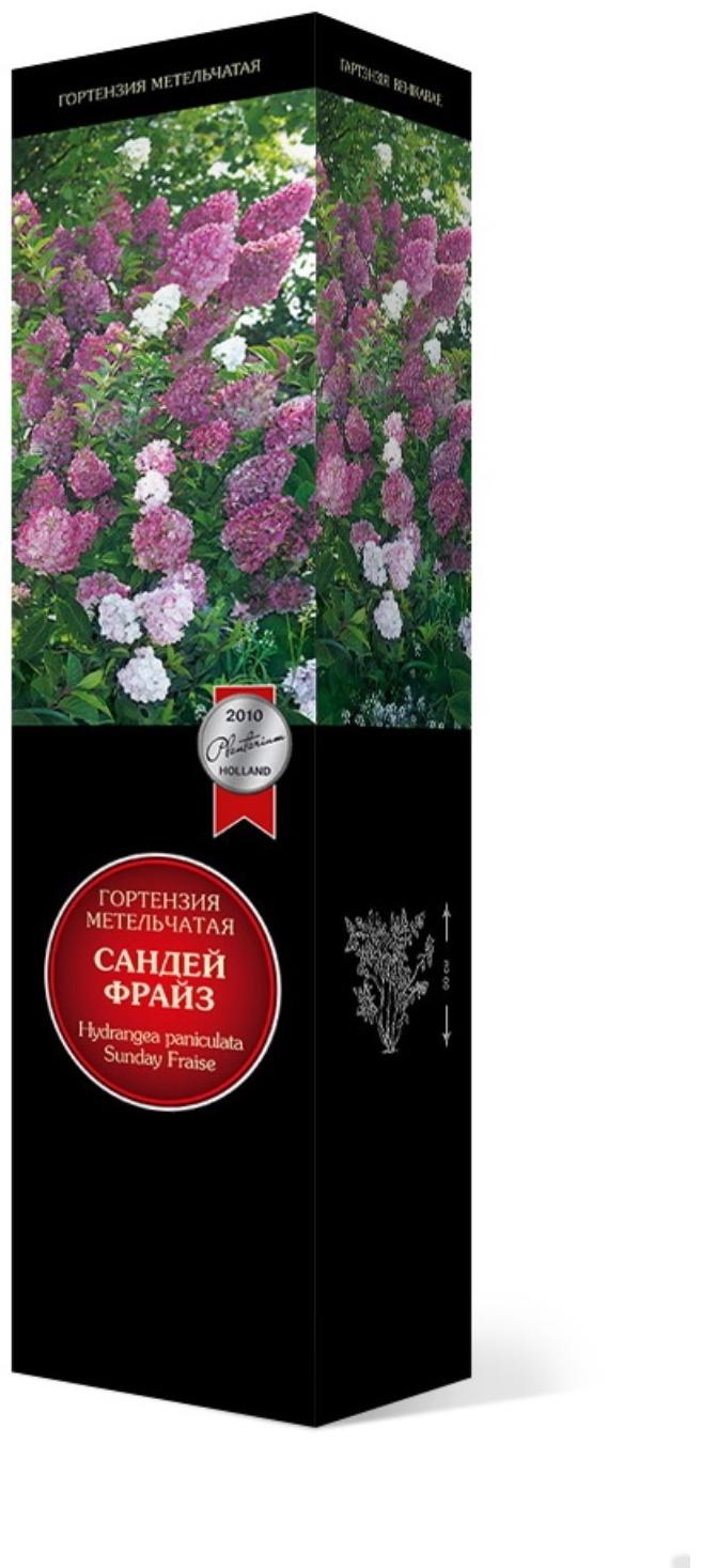 Гортензия метельчатая Люкс 