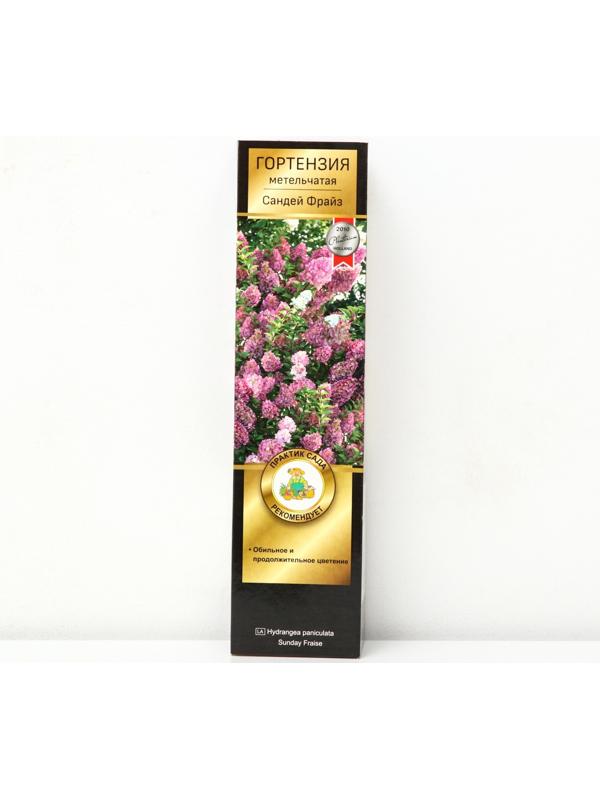 Гортензия метельчатая Люкс 