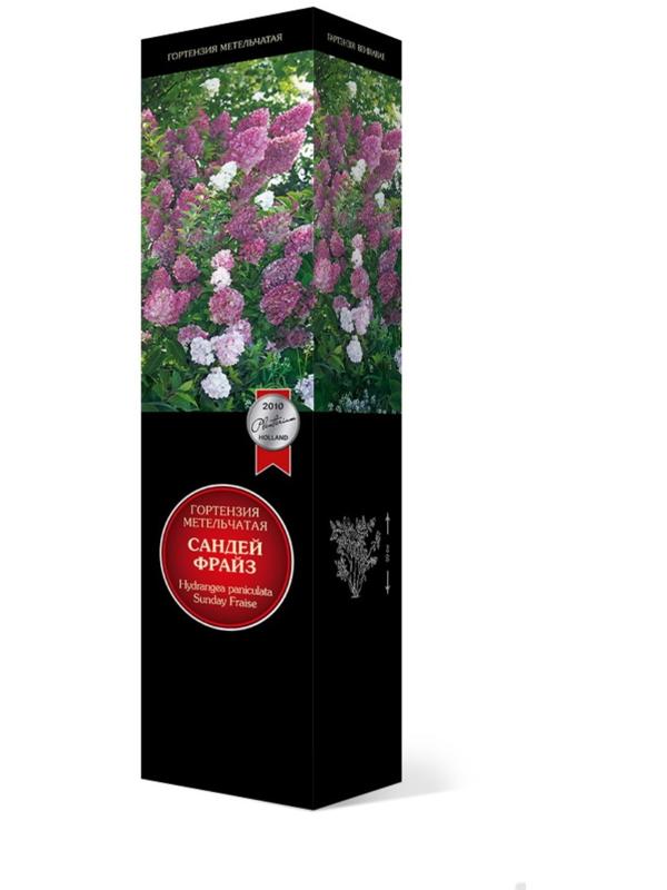 Гортензия метельчатая Люкс 