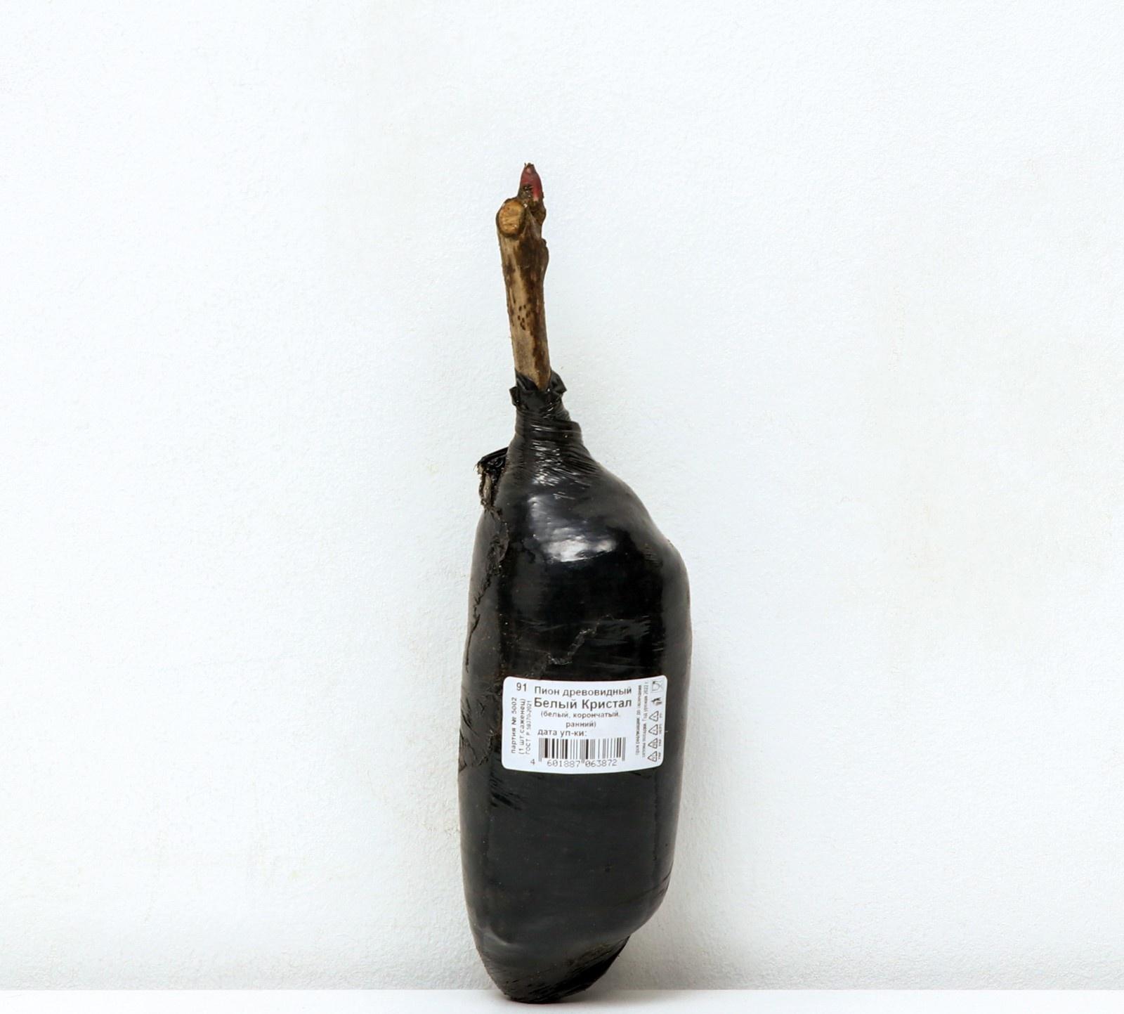 Пион древовидный (привитый на травянистый) 