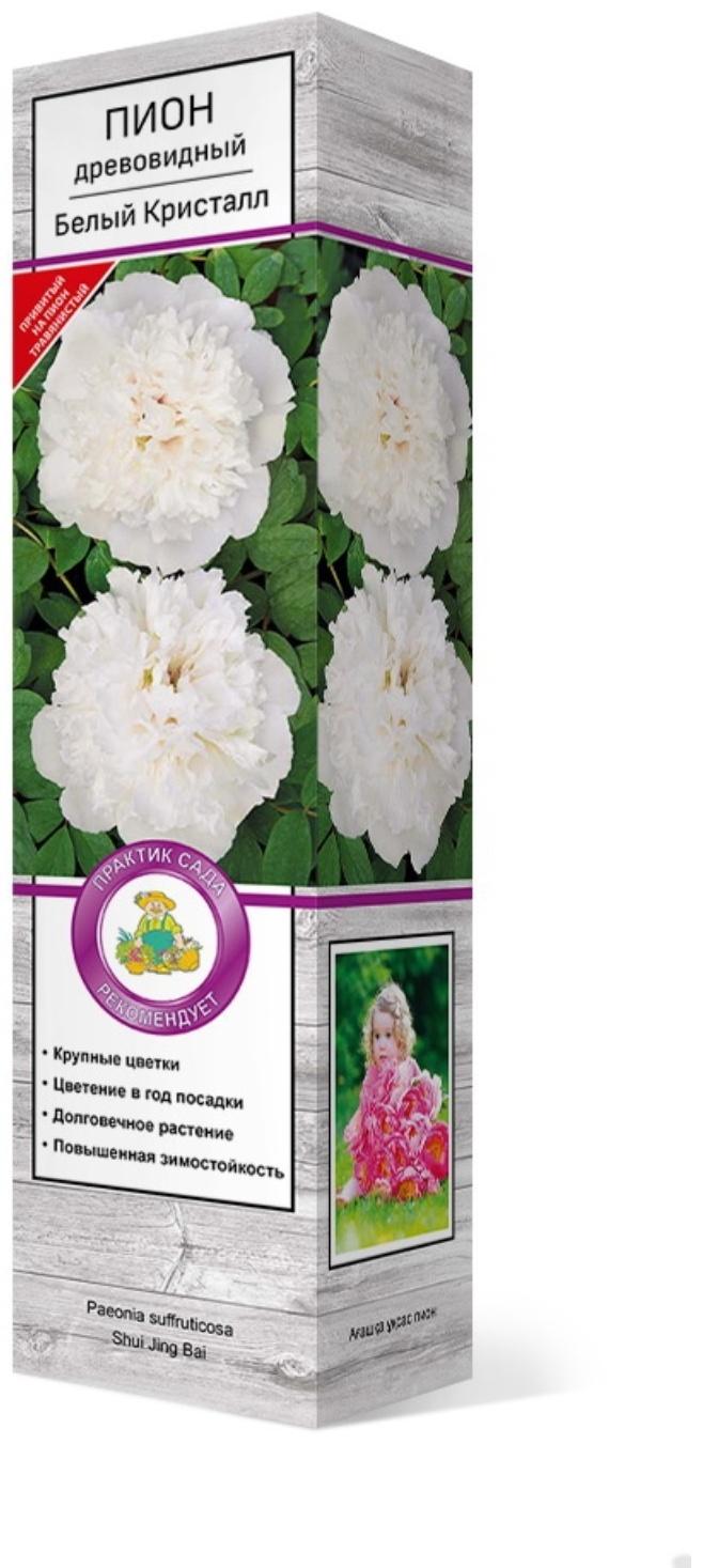 Пион древовидный (привитый на травянистый) 