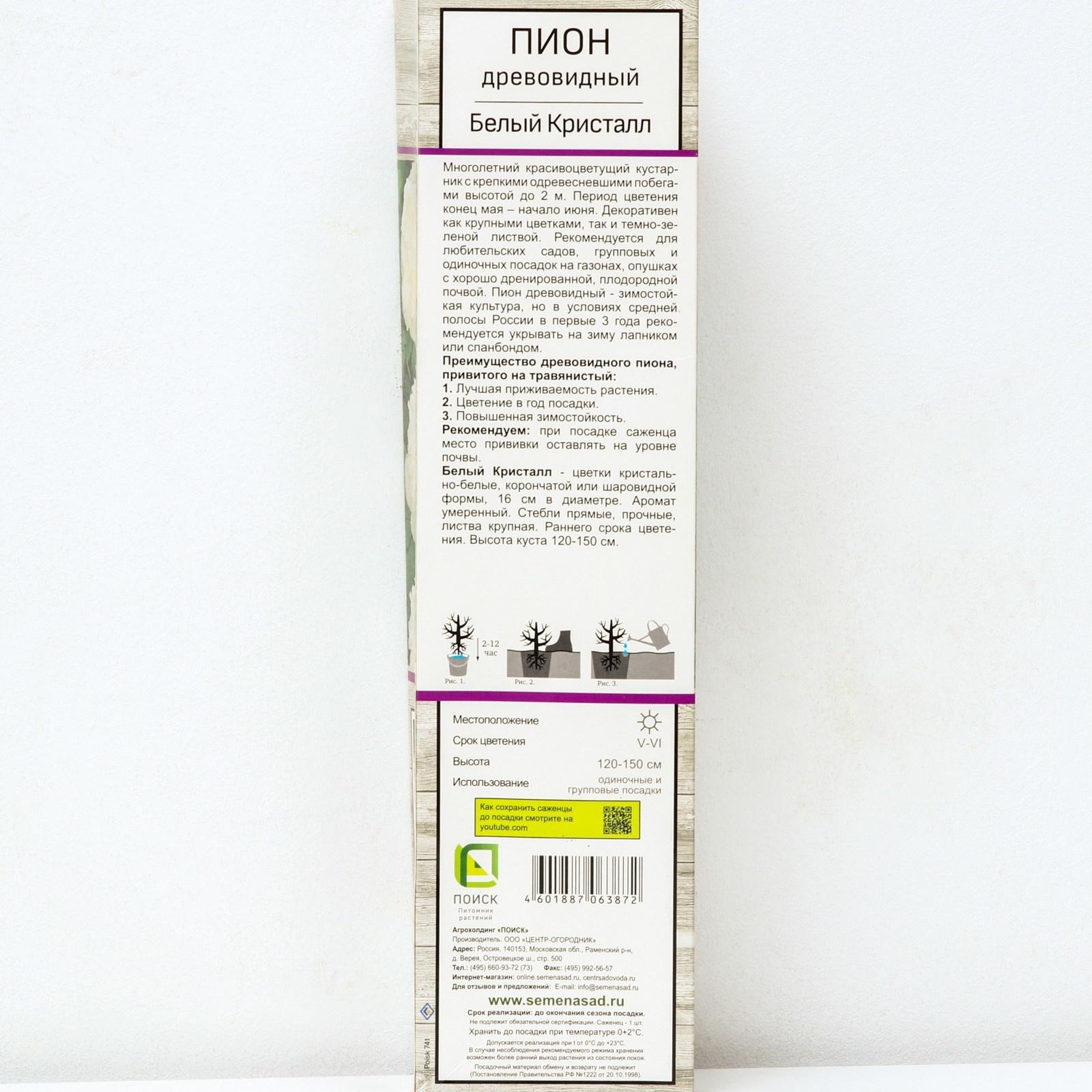 Пион древовидный (привитый на травянистый) 