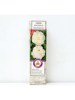 Пион древовидный (привитый на травянистый) 