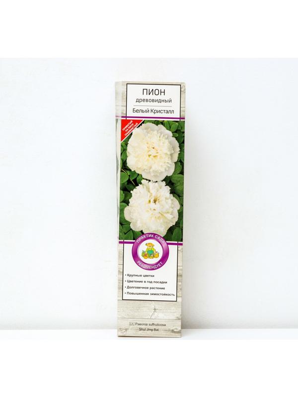 Пион древовидный (привитый на травянистый) 
