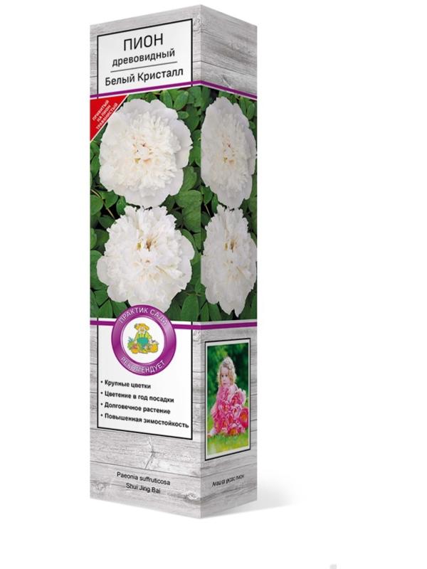 Пион древовидный (привитый на травянистый) 