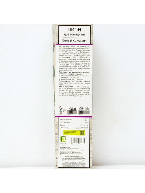 Пион древовидный (привитый на травянистый) 