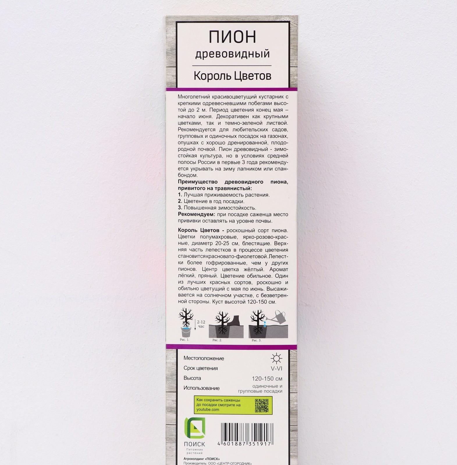 Пион древовидный (привитый на травянистый) 