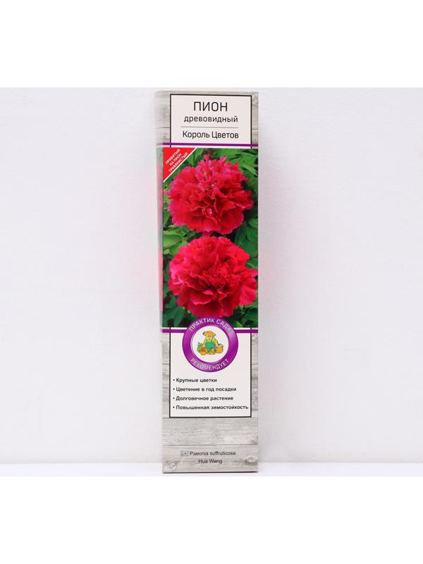 Пион древовидный (привитый на травянистый) 