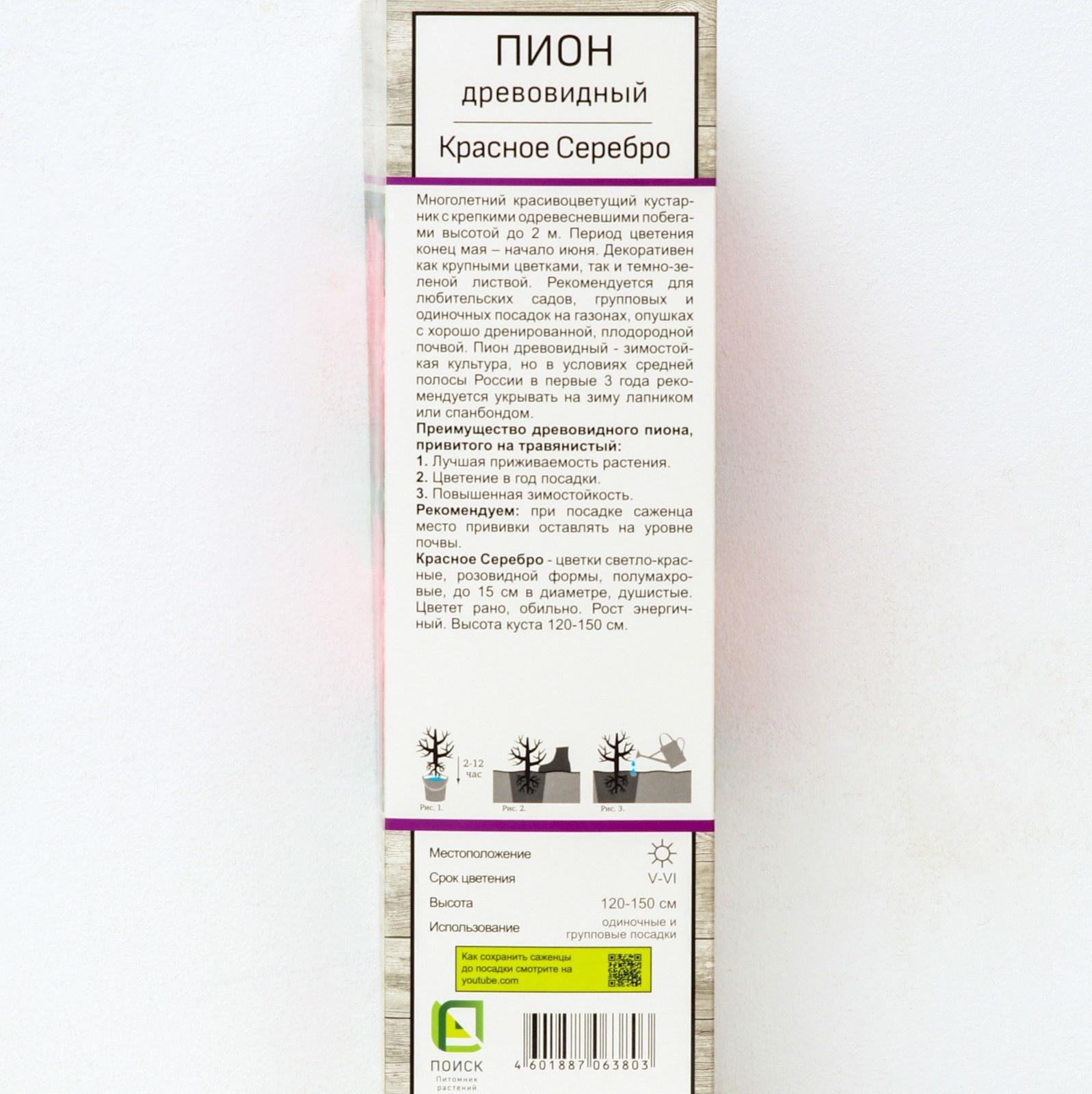 Пион древовидный (привитый на травянистый) 