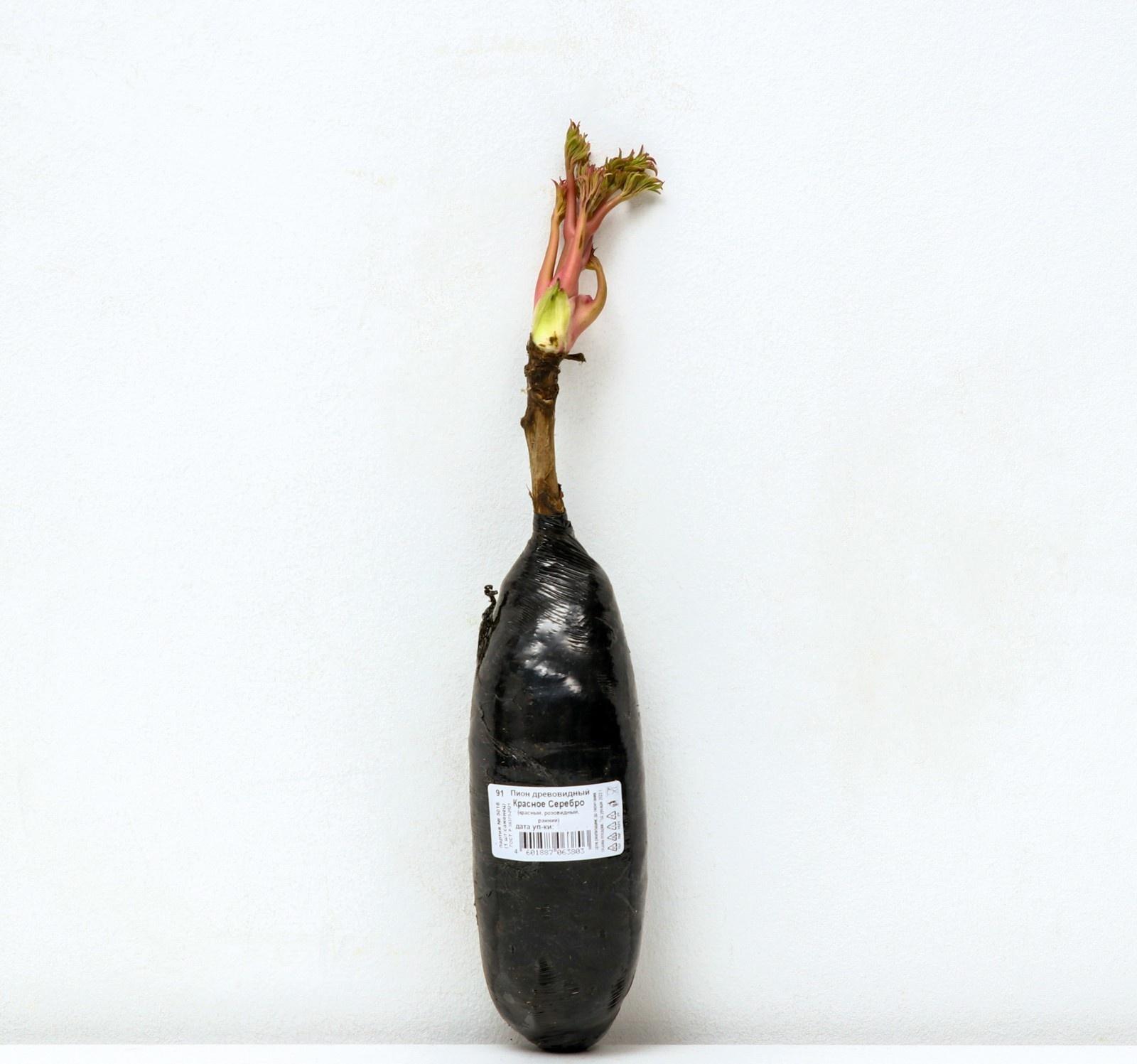 Пион древовидный (привитый на травянистый) 