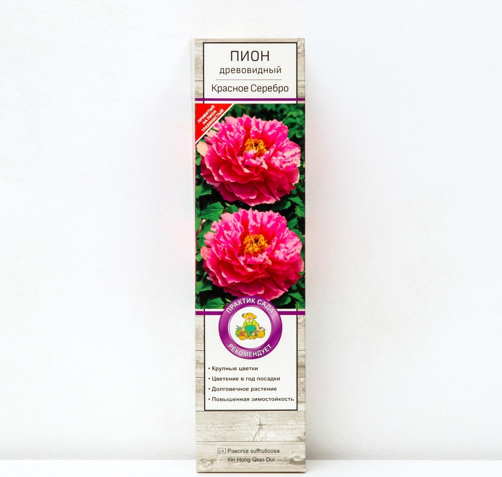 Пион древовидный (привитый на травянистый) 