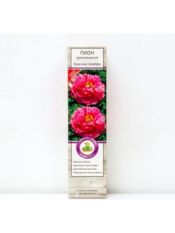 Пион древовидный (привитый на травянистый) 