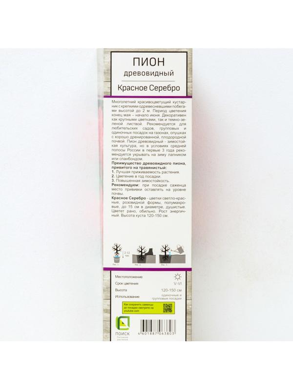 Пион древовидный (привитый на травянистый) 