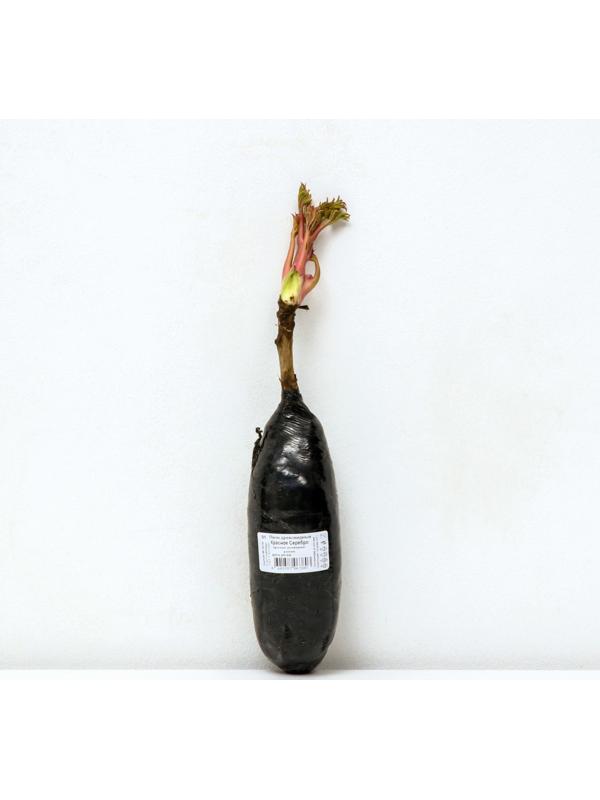 Пион древовидный (привитый на травянистый) 