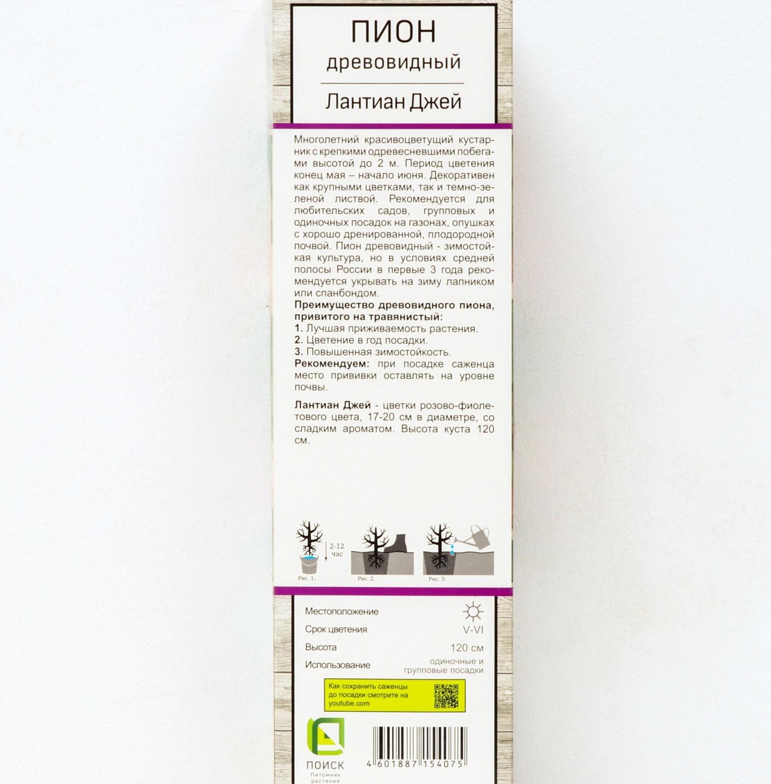 Пион древовидный (привитый на травянистый) 