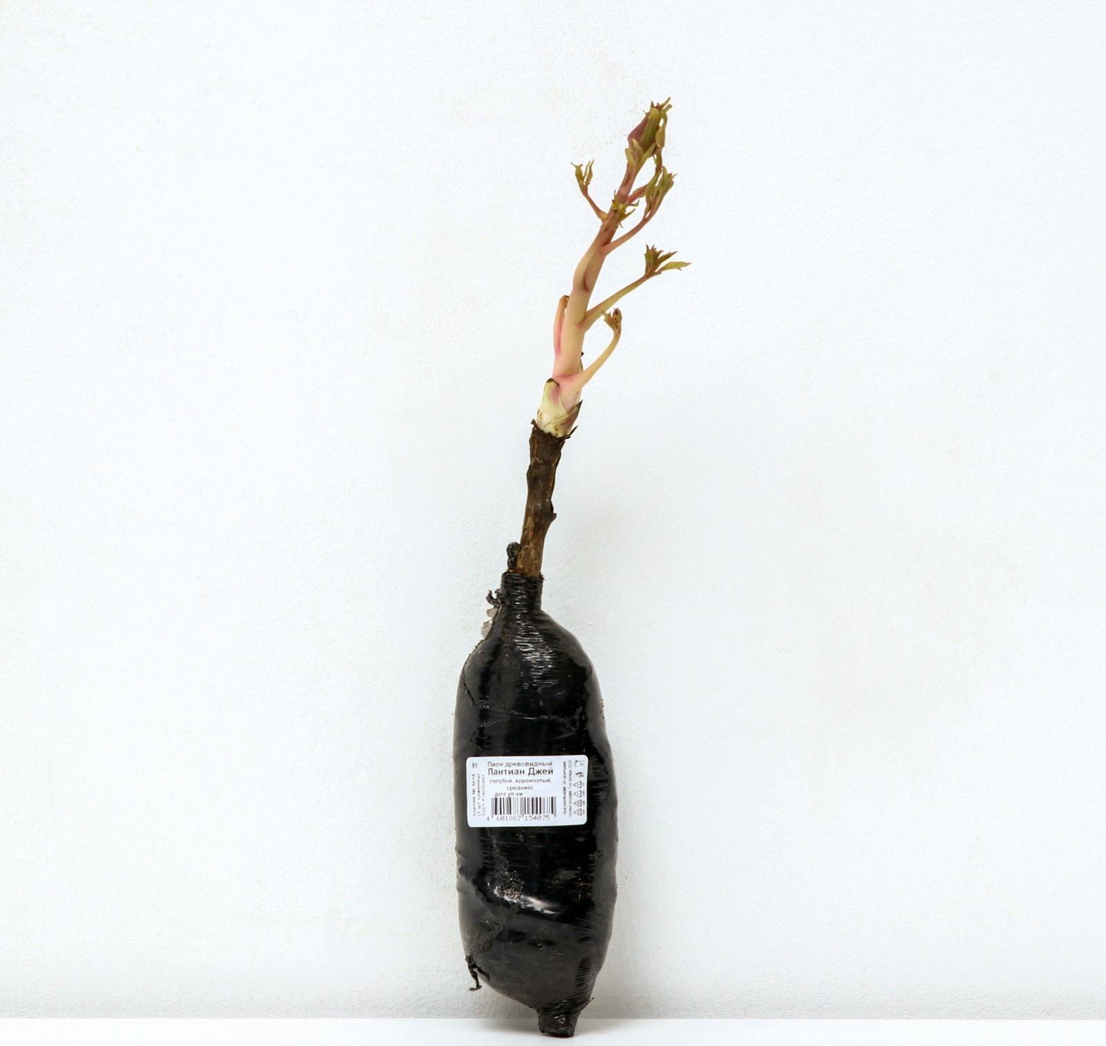 Пион древовидный (привитый на травянистый) 