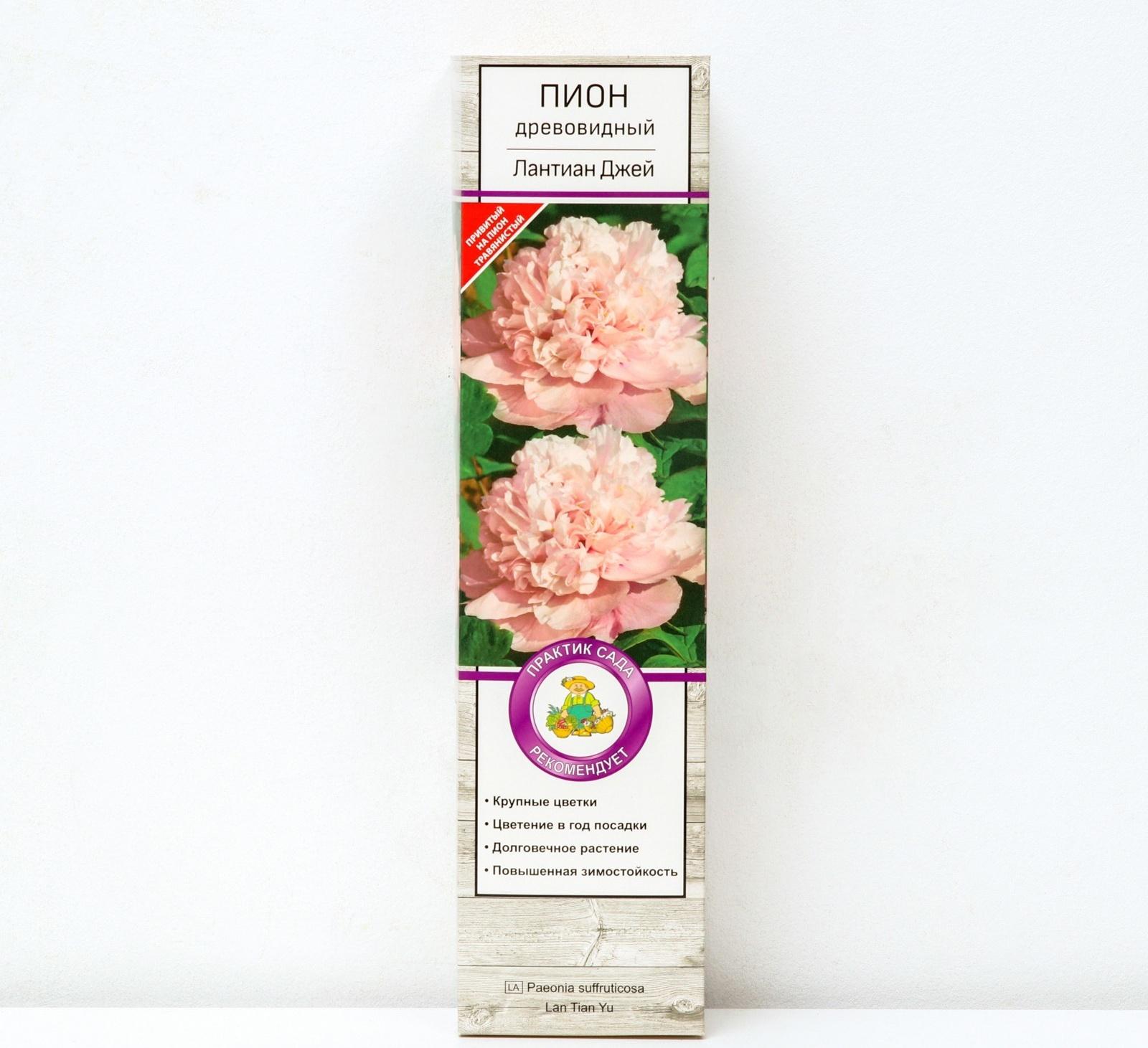 Пион древовидный (привитый на травянистый) 