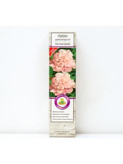 Пион древовидный (привитый на травянистый) 