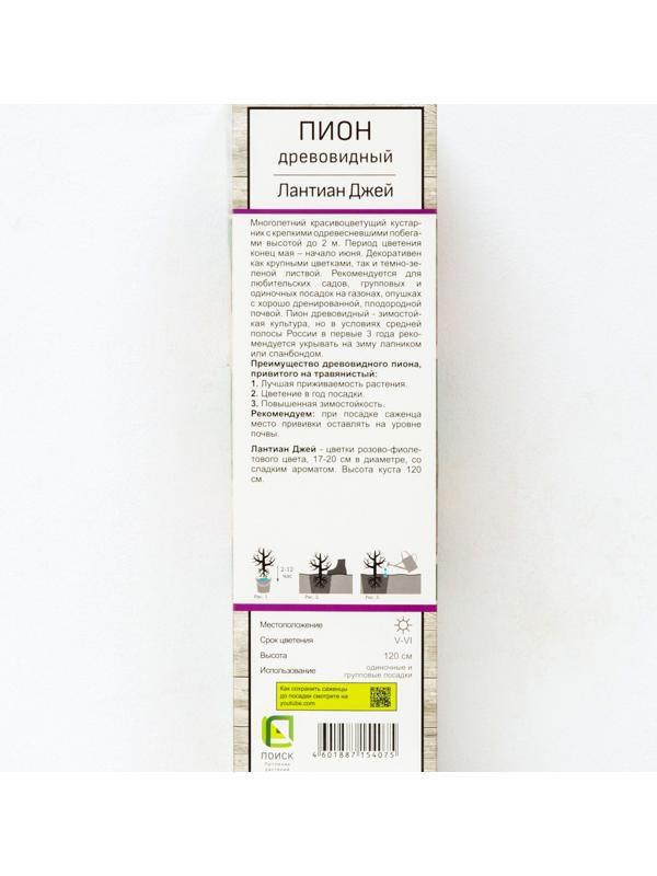 Пион древовидный (привитый на травянистый) 