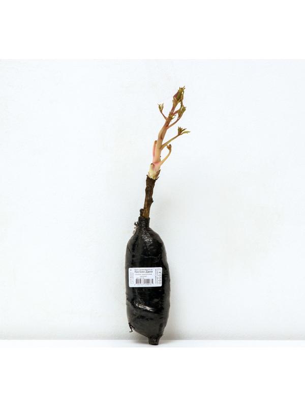 Пион древовидный (привитый на травянистый) 