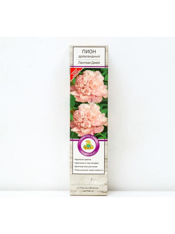 Пион древовидный (привитый на травянистый) 