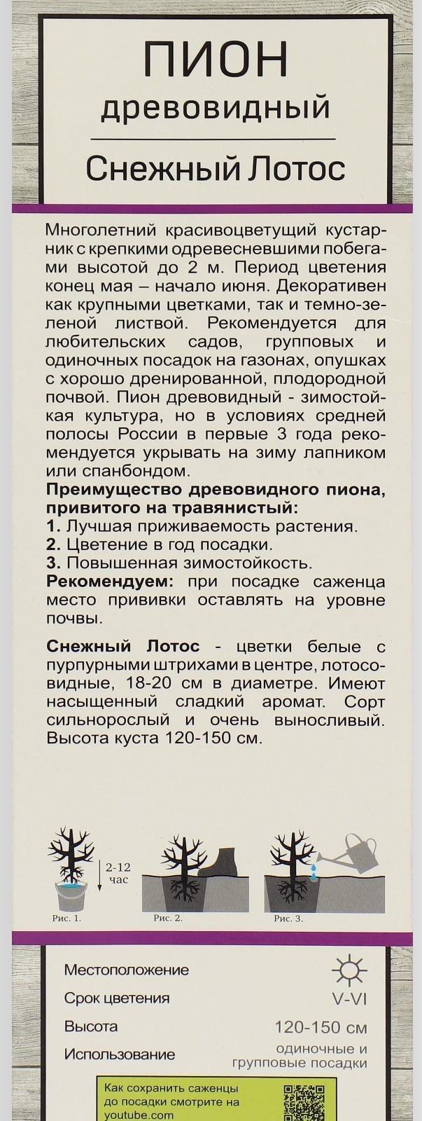 Пион древовидный (привитый на травянистый) 