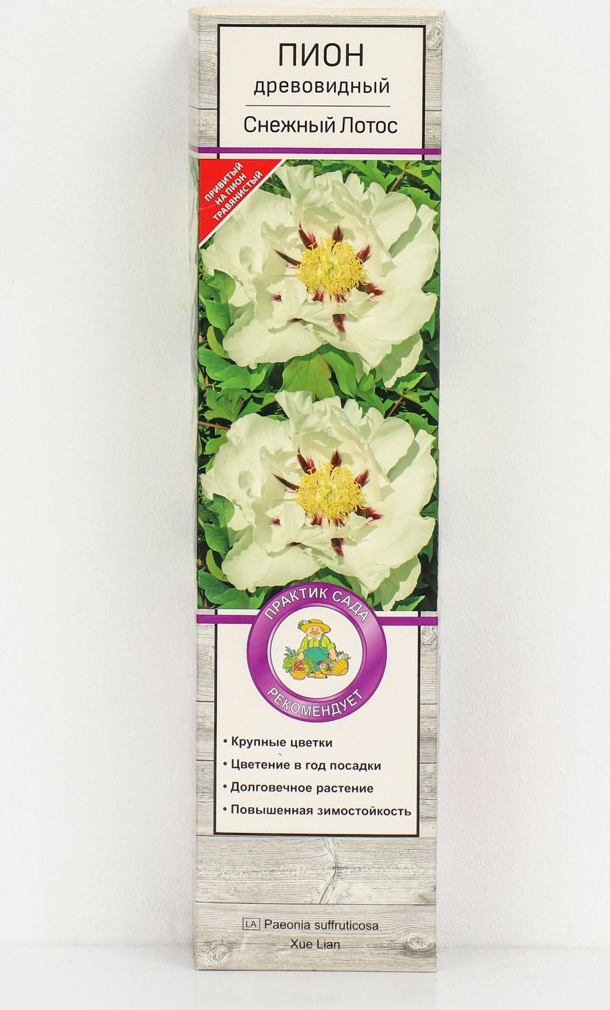 Пион древовидный (привитый на травянистый) 