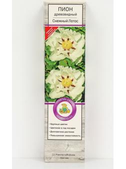 Пион древовидный (привитый на травянистый) 