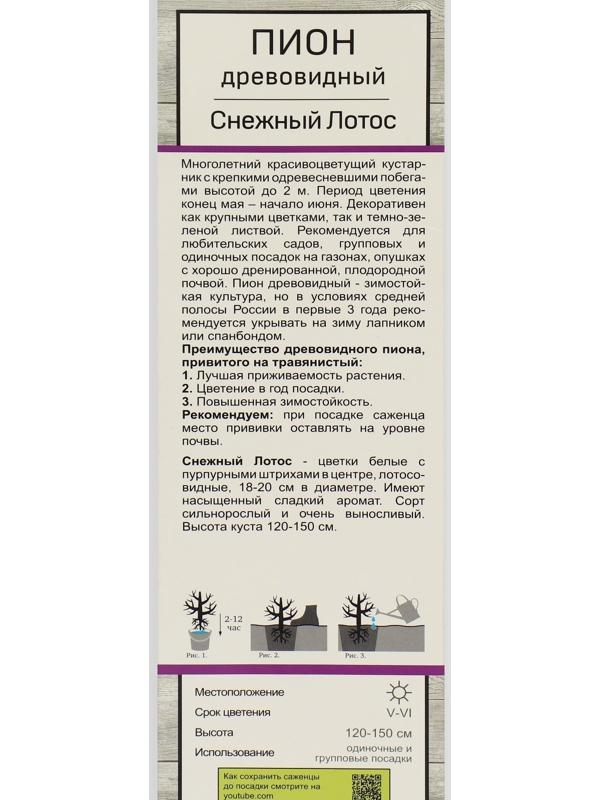 Пион древовидный (привитый на травянистый) 