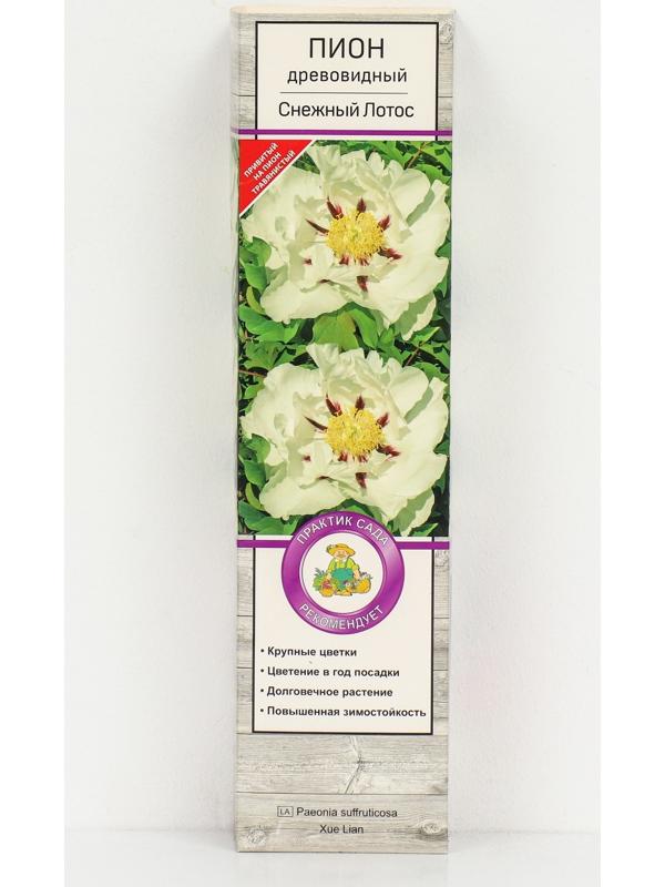 Пион древовидный (привитый на травянистый) 