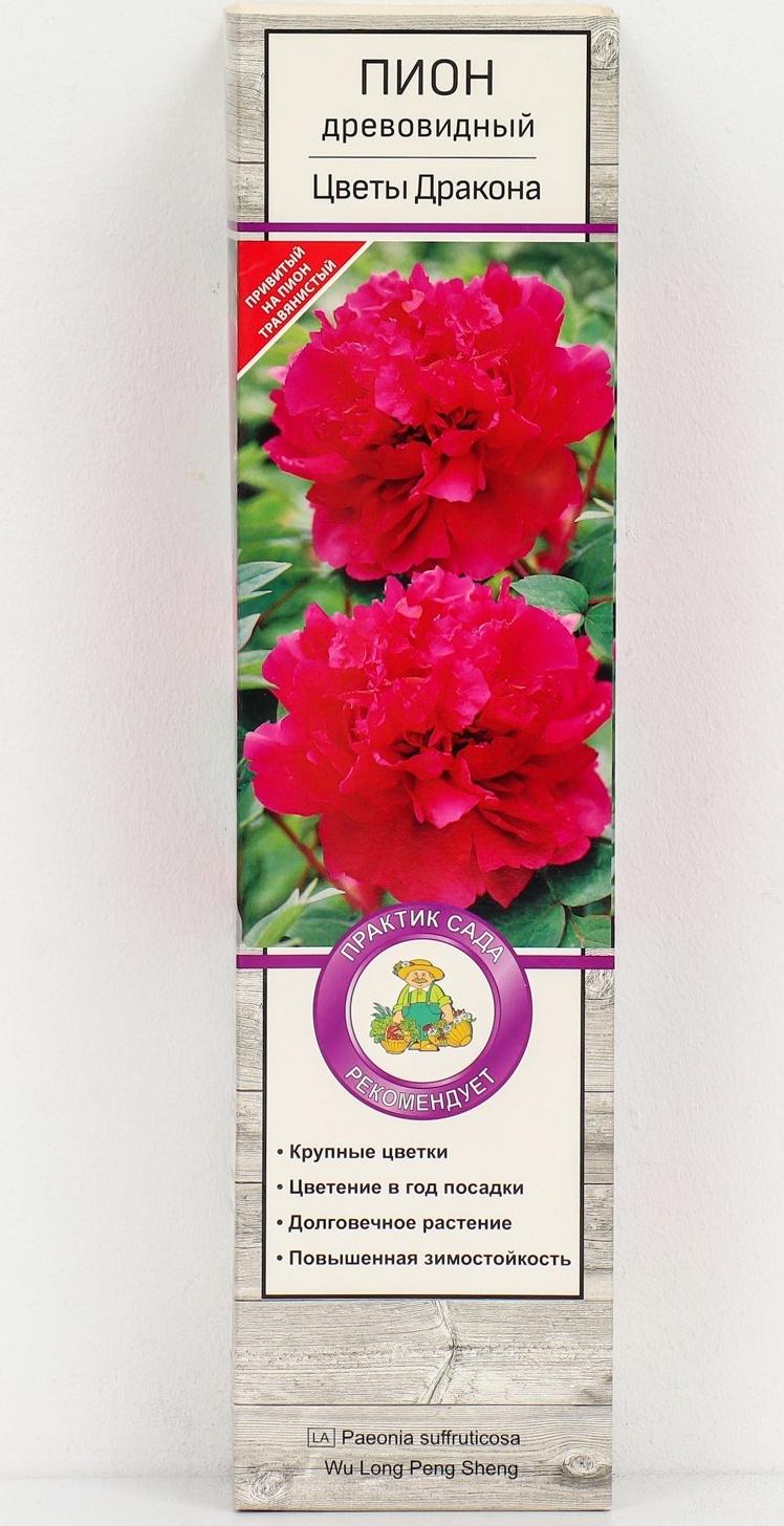 Пион древовидный (привитый на травянистый) 