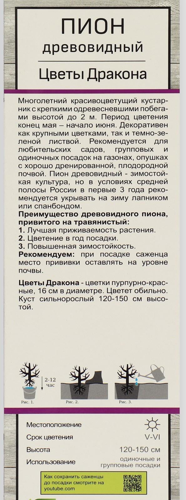 Пион древовидный (привитый на травянистый) 