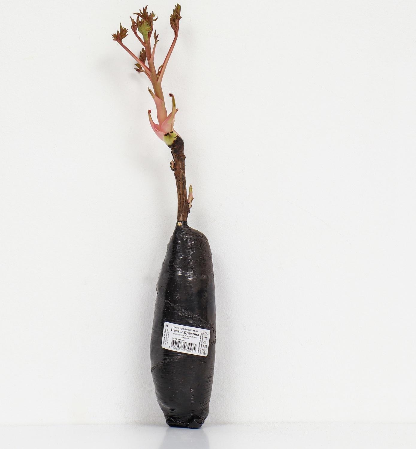 Пион древовидный (привитый на травянистый) 