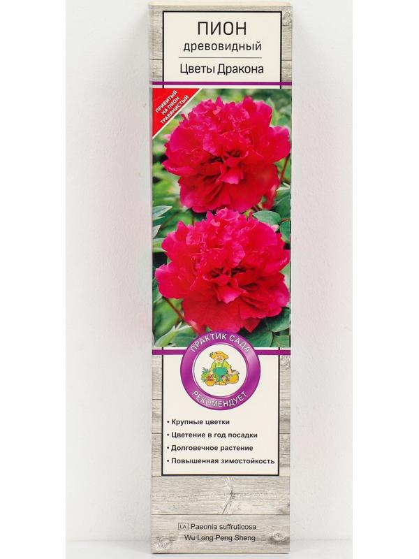 Пион древовидный (привитый на травянистый) 