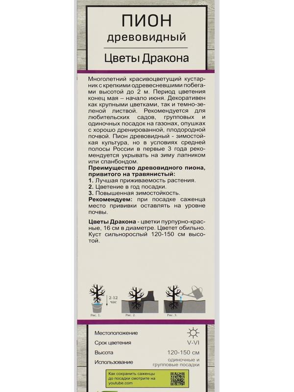 Пион древовидный (привитый на травянистый) 