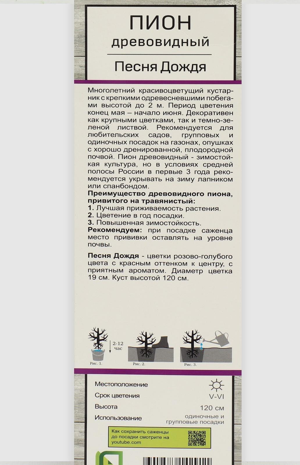 Пион древовидный 