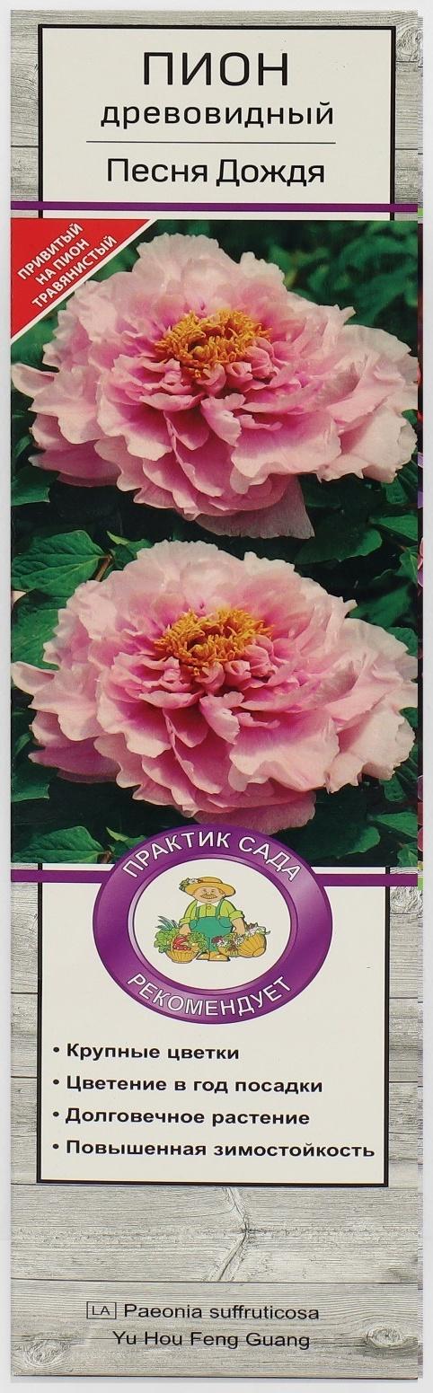 Пион древовидный 