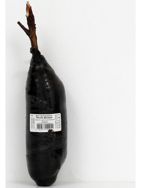 Пион древовидный 