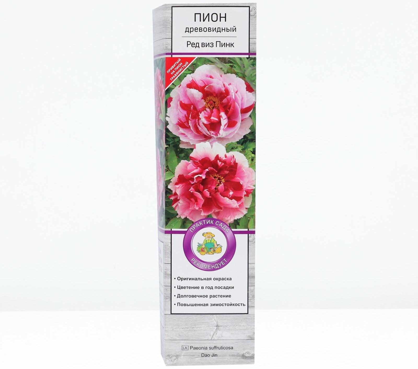 Пион древовидный двухцветный 