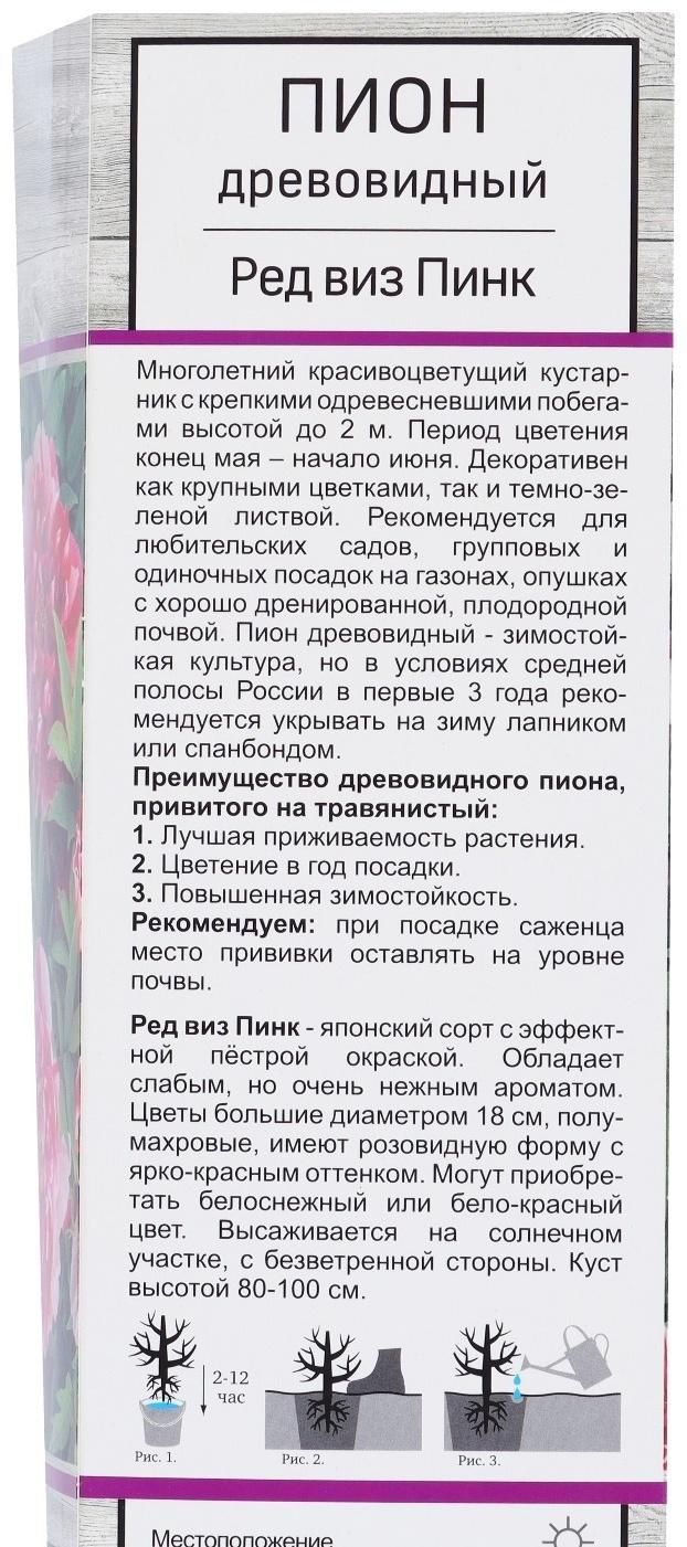 Пион древовидный двухцветный 