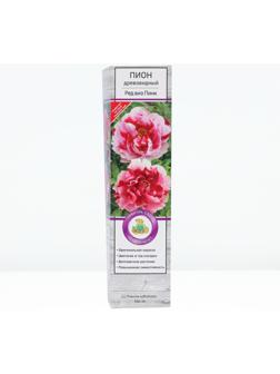 Пион древовидный двухцветный 