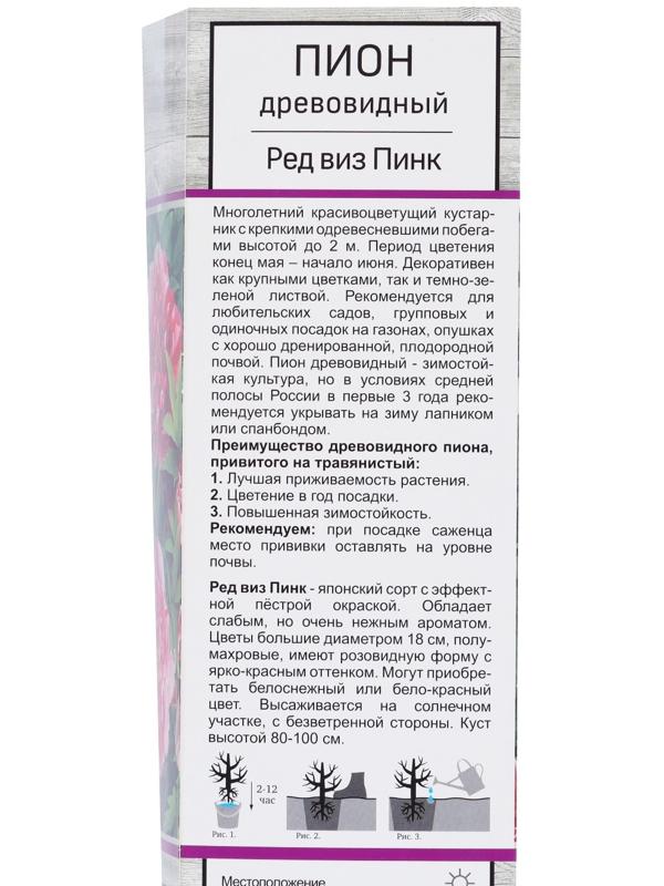 Пион древовидный двухцветный 