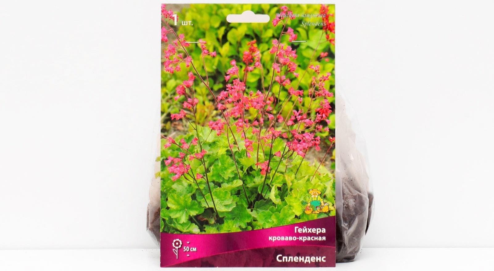 Гейхера (Хеухера) 