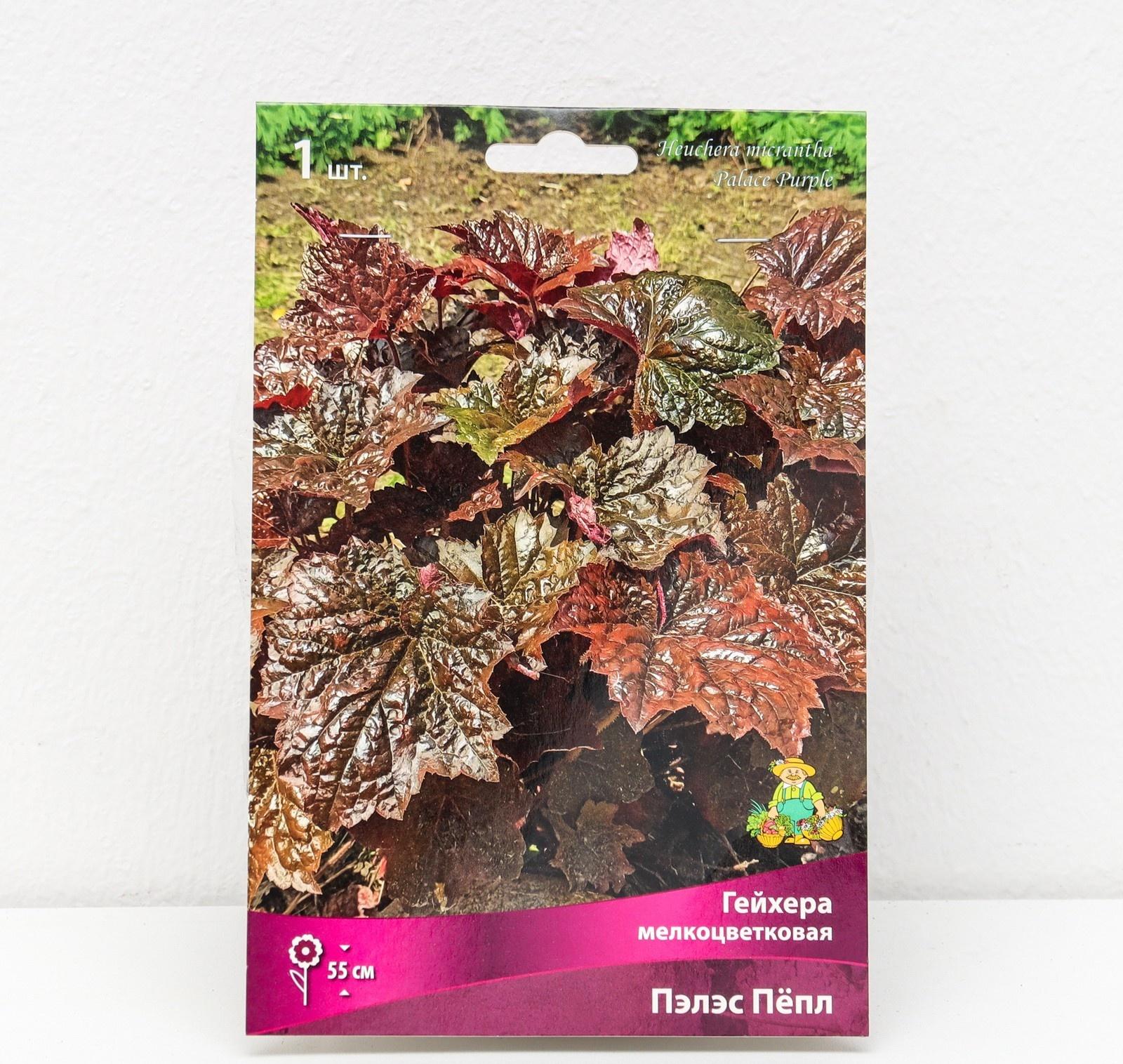 Гейхера (Хеухера) 