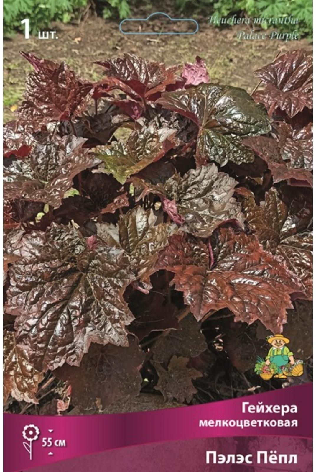 Гейхера (Хеухера) 