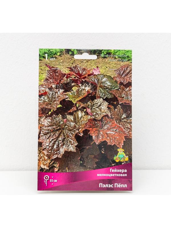 Гейхера (Хеухера) 
