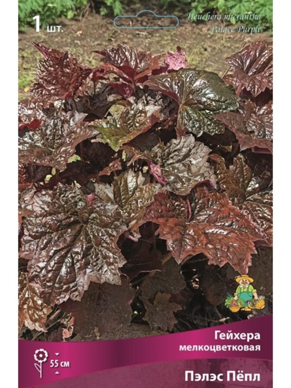 Гейхера (Хеухера) 