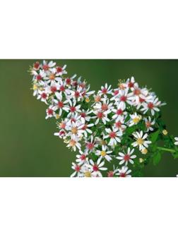 Астра бокоцветковая «Принц», корневище в торфогрунте, р-р I, 1 шт.