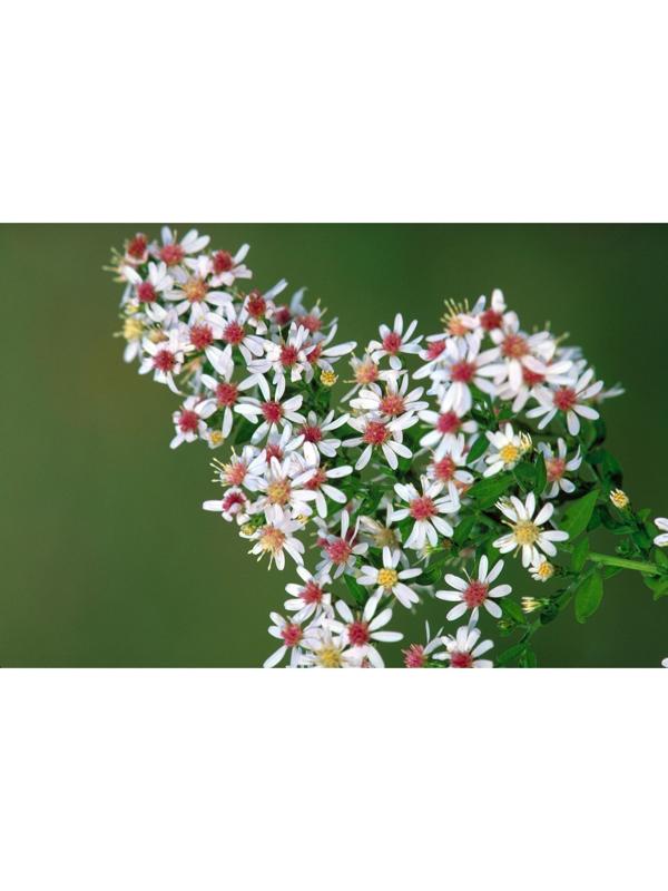 Астра бокоцветковая «Принц», корневище в торфогрунте, р-р I, 1 шт.